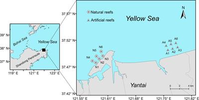 Using Ecopath Models to Explore Differences in Ecosystem Characteristics Between an Artificial Reef and a Nearby Natural Reef on the Coast of the North Yellow Sea, China